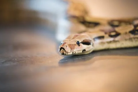 Python lying on the floor in a studio Stock Photos