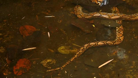 Python lying in pond, Chiangmai Thailand Stock-Footage 111794163