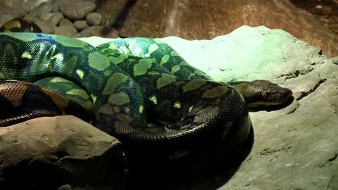 Python is lying on the stones Video stock 161020570