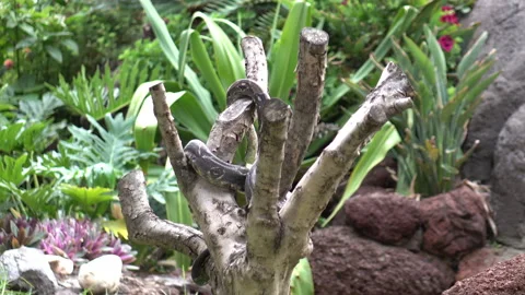 Python lying on the tree in 4k Stockbeeldmateriaal 94431143