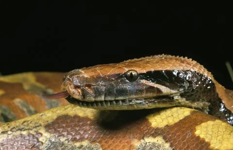 PYTHON MALAIS python curtus 스톡 사진