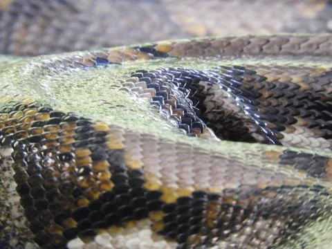 Python Malaysia 写真素材