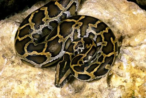 PYTHON MOLURE python molurus 写真素材