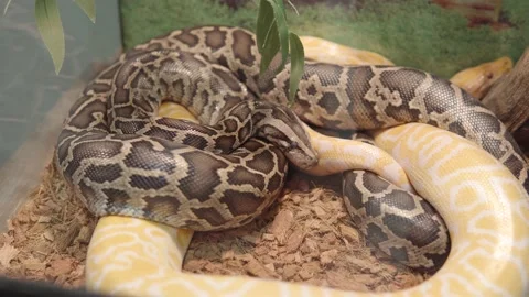 Python molurus also known as Indian rock python, black-tailed python, asian rock Stock Footage 170648383