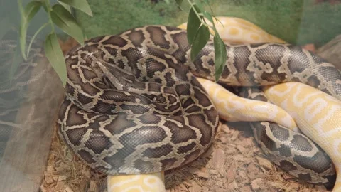 Python molurus also known as Indian rock python, black-tailed python, asian rock Stock Footage 172473818