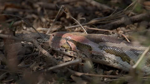 Python Molurus Close Up slithering with Forked Tongue Stock Footage 331572781