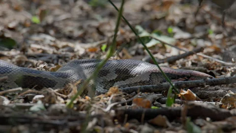 Python Molurus on Dry Jungle Floor 動画素材 331987031