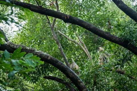 Python molurus or Indian rock python in search of hunt a gray langur or monkey Stock Photos