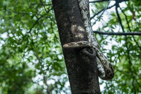 Python molurus or Indian rock python portrait on tree at keoladeo bharatpur Foto stock