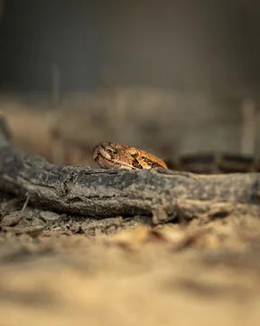 Python molurus or Indian rock python or black tailed python portrait 스톡 사진