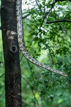Python molurus or Indian rock python hanging on tree in natural monsoon green Foto stock