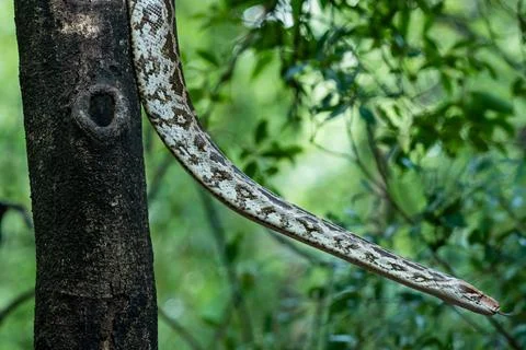 Python molurus or Indian rock python in wild hanging on tree in monsoon green Foto stock