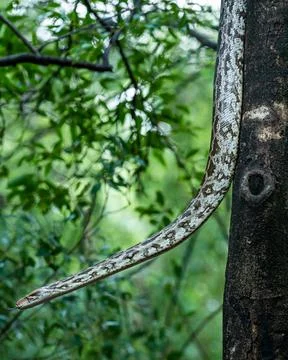 Python molurus or Indian rock python hanging on tree in natural monsoon green 스톡 사진