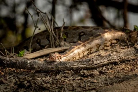 Python molurus or Indian rock python basking in sun light in keoladeo bharatpur 写真素材