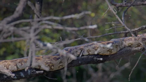 Python Molurus Perched on Tree in Jungle Vídeos de archivo 331572609