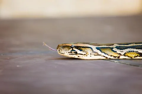 Python molurus Photos