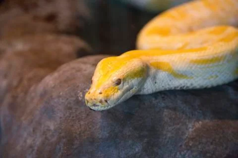 Python Molurus 写真素材