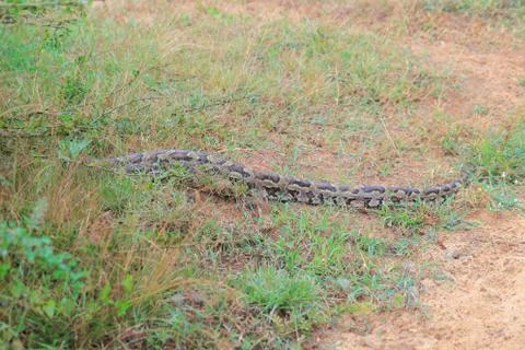 Python molurus Stockfoto's