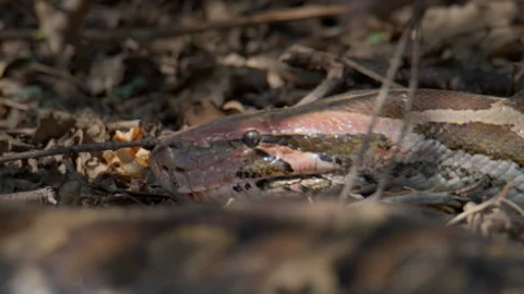 Python Molurus slithering Close Up with Forked Tongue Stock Footage 331618484