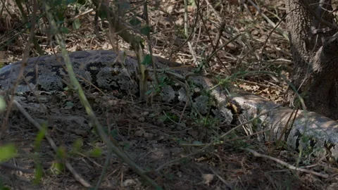 Python molurus slowly sliding into Burrow in Forest Stock Footage 331572644
