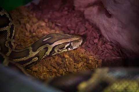 Python molurus in the terrarium. Stock Photos