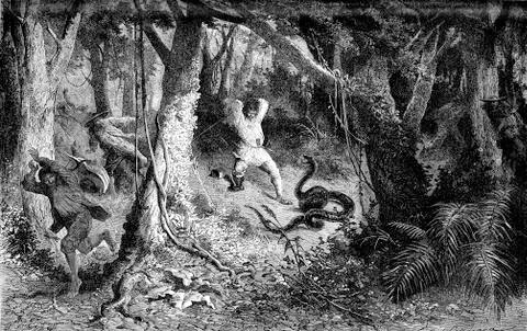 The Python molurus, vintage engraving Illustration
