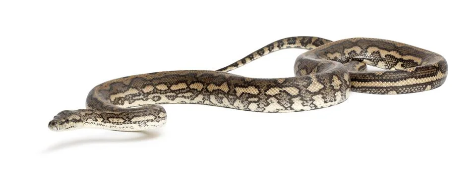 Python, Morelia spilota variegata, against white background Photos