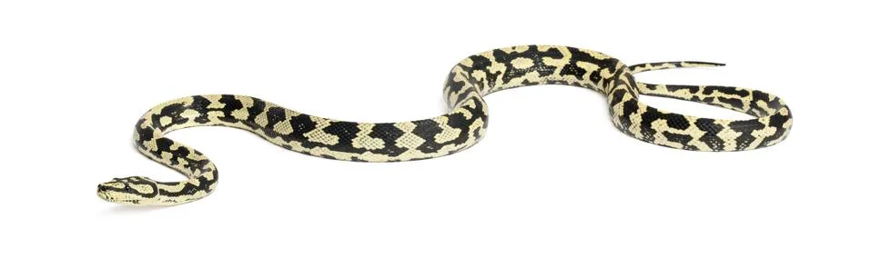 Python, Morelia spilota variegata, against white background Photos