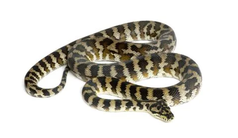 Python, Morelia spilota variegata, black and yellow, against white background Photos