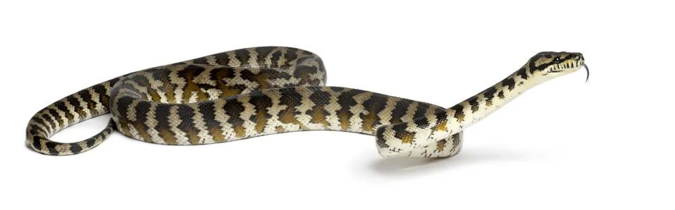 Python, Morelia spilota variegata, from Papua, Indonesia against white backgroun Photos