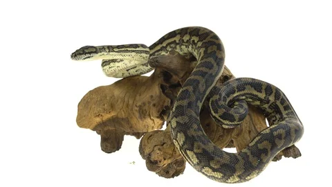 Python Morelia spilota variegata on a stone on wooden snag in white background Stock Footage 128839538