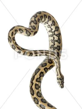 Python, Morelia spilota variegata,close up against white background Stock Photos