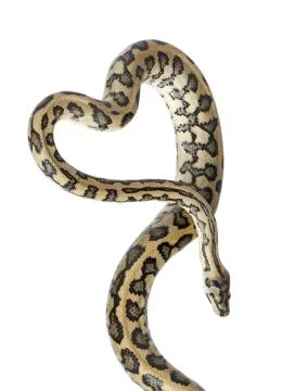 Python, Morelia spilota variegata,close up against white background 스톡 사진