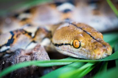 Python (Morelia viridis). closeup of the eye Foto stock