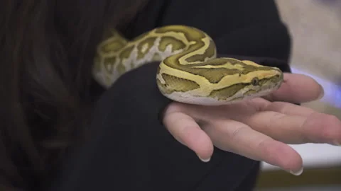 The python moved back and forth on the girl's hand. 스톡 동영상 268481112