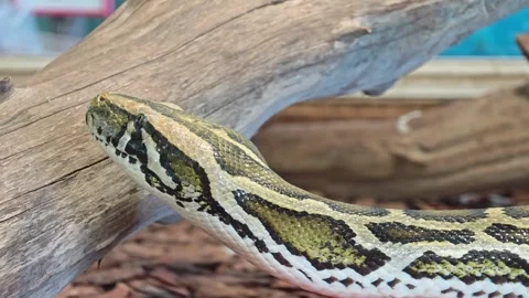 Python moves along a branch in a small enclosure at a zoo during the day Vidéo 339593816