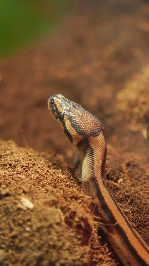 Python moves through the dry earth in its habitat Vídeos de archivo 330565973