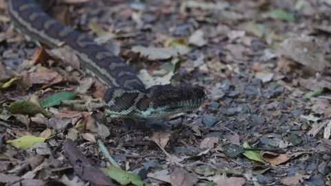 Python Moving Through Forest Floor Video stock 296793913
