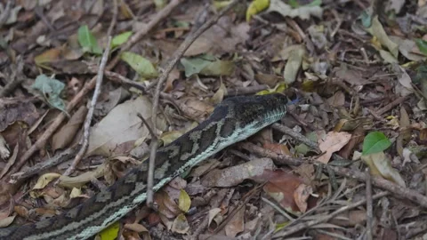 Python Moving Through Forest Floor Video stock 305031770