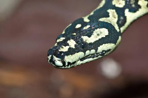 Python a nice yellow and black carpet python looks at the camera Copyright... Stock Photos