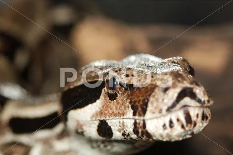 Python, not venomous snake (latin pythonidae) Stock Photos