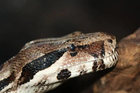 Python, not venomous snake (Latin Pythonidae) Python, not venomous snake (... Stock Photos