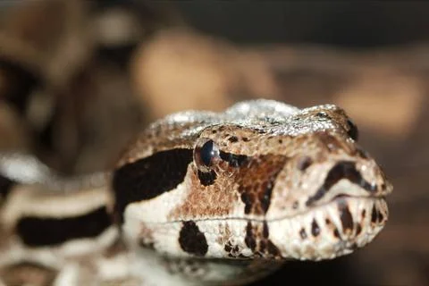 Python, not venomous snake (Latin Pythonidae) Python, not venomous snake (... Stock Photos