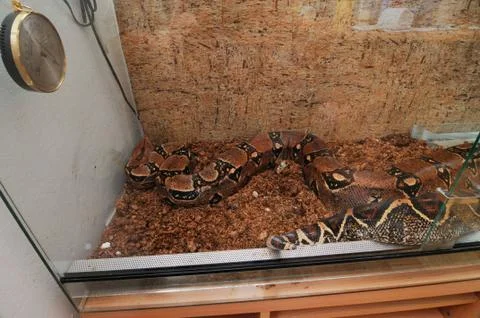 Python, one of the largest snakes in the world Foto stock