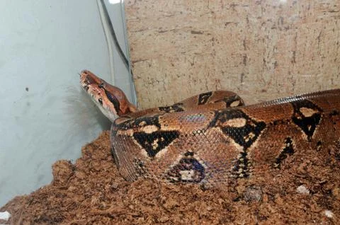 Python, one of the largest snakes in the world 写真素材