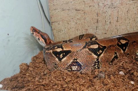 Python, one of the largest snakes in the world Photos