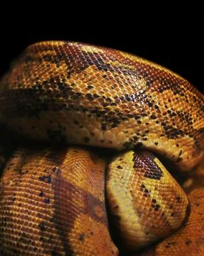 Python or boa snake body in close up with black background Stock Photos