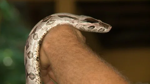 Python On Person's Arm Stock Footage 115134077