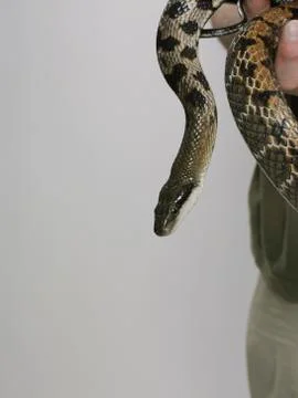 A python Stock Photos