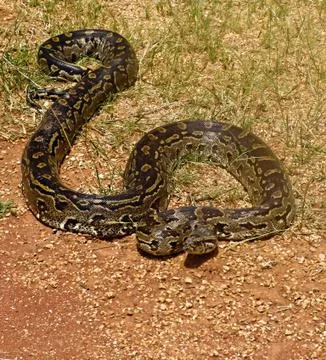 Python 库存照片
